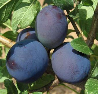 Venderé ciruelas Cacanska Rana y Lepotica