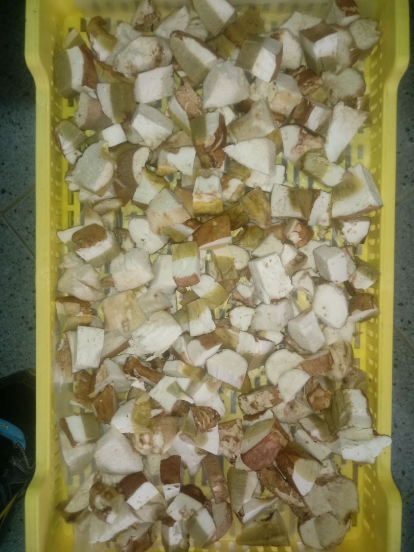 Oferta de hongos porcini congelados - entero, primera clase, cubo (primera, segunda y tercera clase)