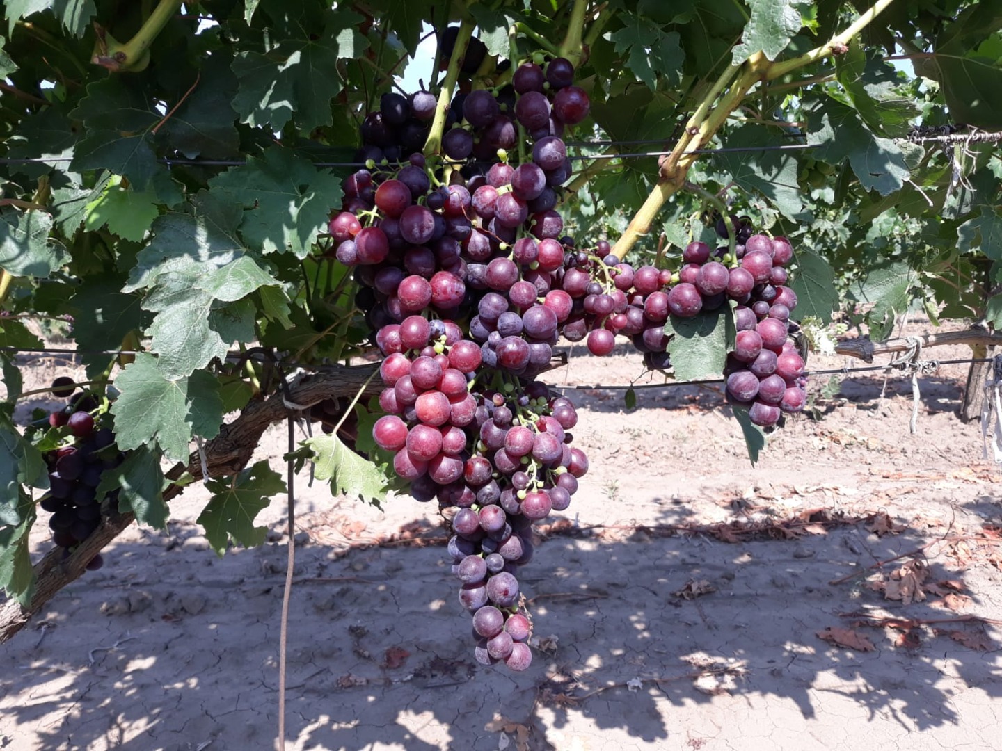 Uvas CARDINALES