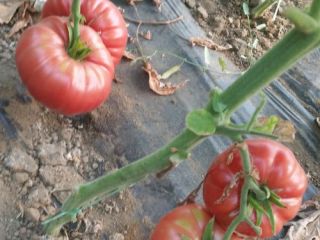 Variedades rosadas de tomates Pink Magic y Rosamax