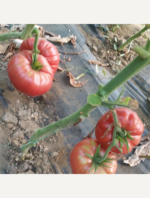 Variedades rosadas de tomates Pink Magic y Rosamax
