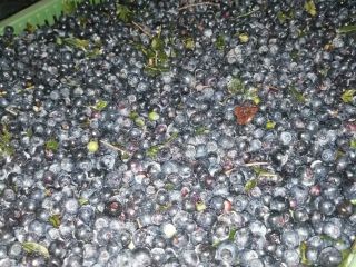 Venderé arándanos negros del bosque de Bielorrusia, congelados, sin
