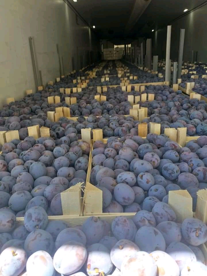 Hola, exporto ciruelas de Bulgaria