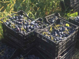 Venderé un postre fresco para la exportación, uvas negras