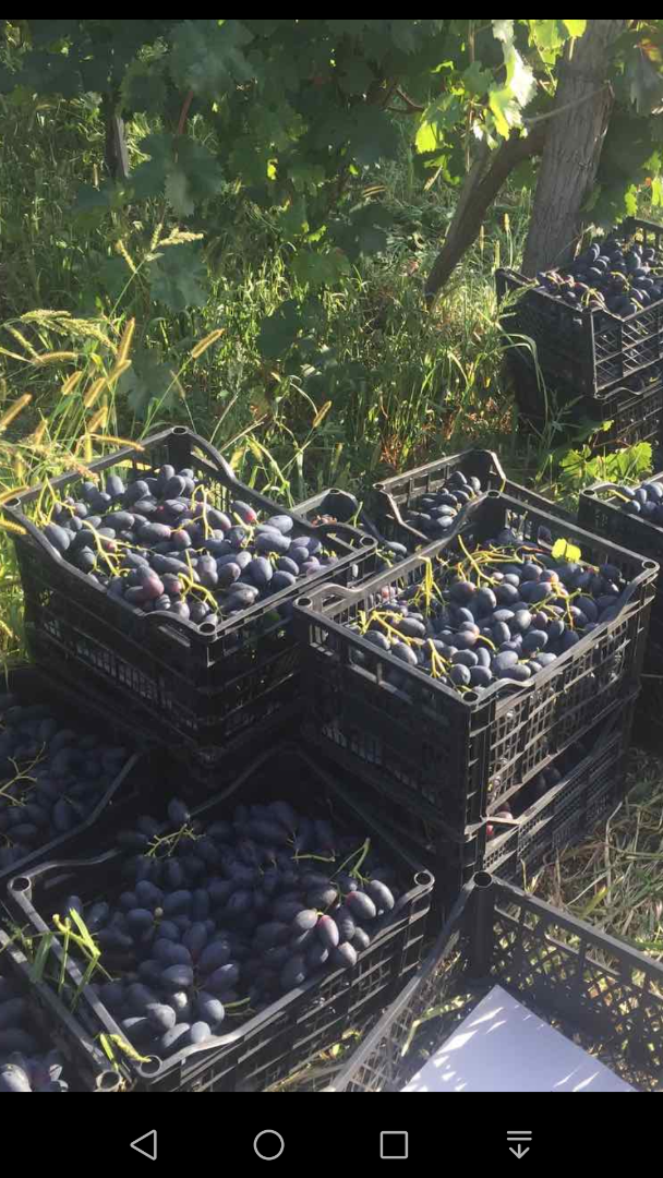 Venderé un postre fresco para la exportación, uvas negras muy grandes y tempranas Inicio 01.08.2020 Tengo Victoria, Sultani - sin semillas