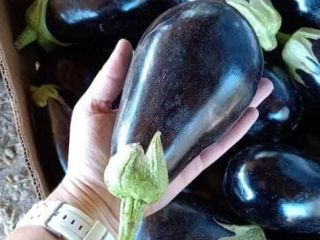 Venderé berenjenas y pimientos de mi propia producción. Tengo