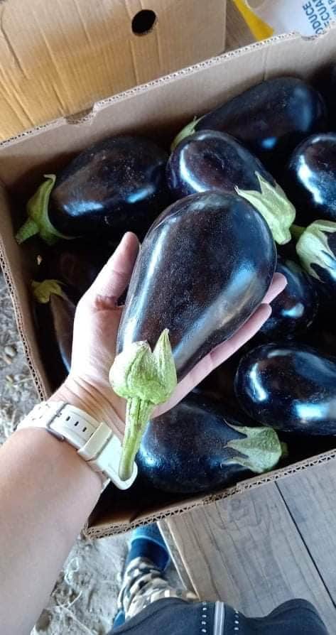 Venderé berenjenas y pimientos de mi propia producción