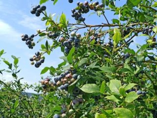 Arándano en venta, variedad Bluecrop. Alrededor de 100 kg
