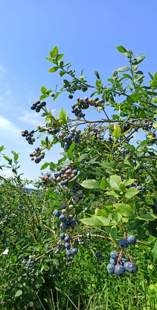 Arándano en venta, variedad Bluecrop