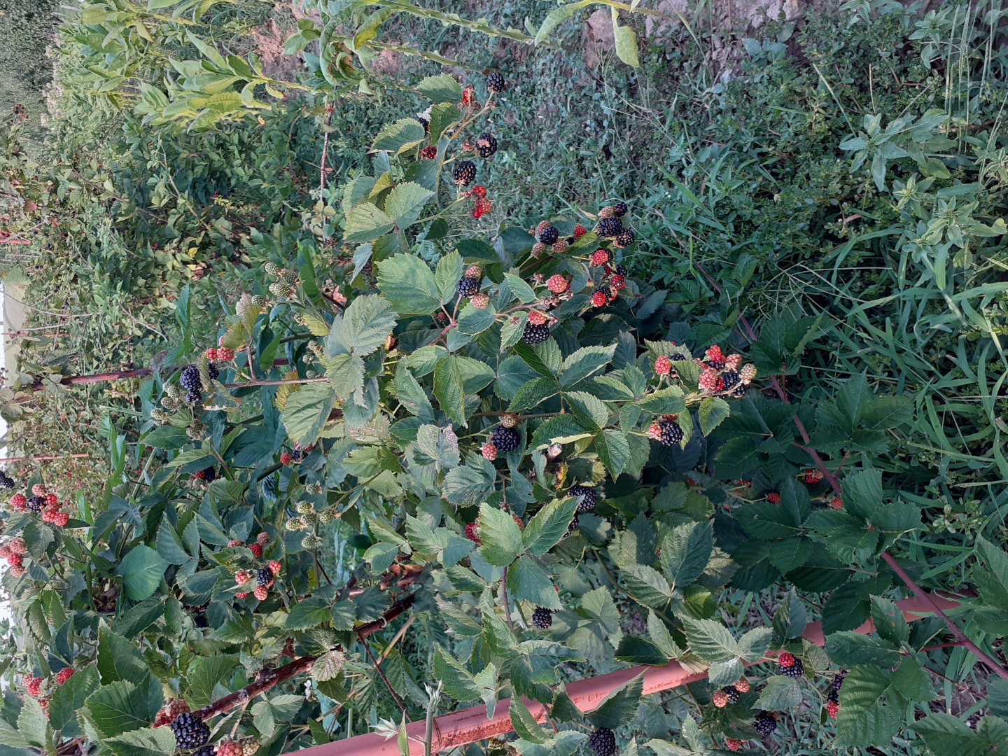 Cultivo orgánico de moras