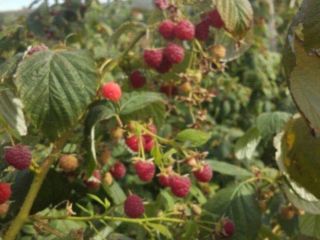 Vendo frambuesas, 15 lei / kg y moras a