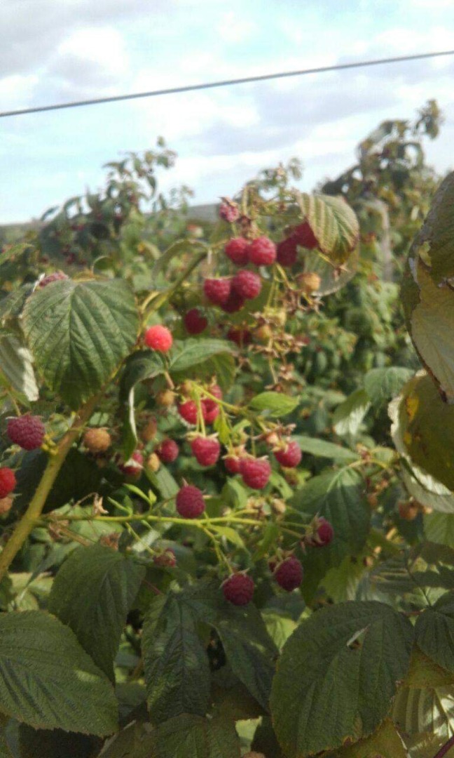 Vendo frambuesas, 15 lei / kg y moras a 10 lei por kg