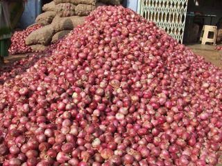 ofrecemos cebollas Origen: Dinamarca por favor contacte directamente, ,