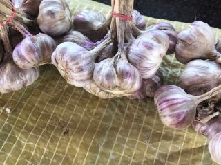 Venderé ajo, variedad Harnaś, tamaño 4-5-6 cm, precio a
