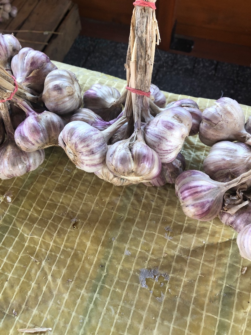 Venderé ajo, variedad Harnaś, tamaño 4-5-6 cm, precio a convenir 500 kg