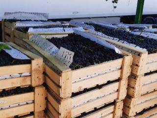Vendió uvas de Tayikistán en cajas de madera embaladas
