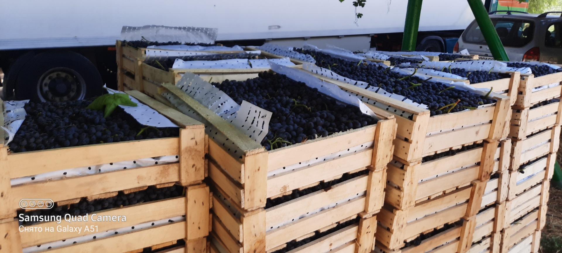 Vendió uvas de Tayikistán en cajas de madera embaladas con papel puramente ecológico