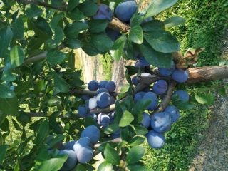 Venderé unos 500 kg de ciruelas, variedad Kalypso. Muy