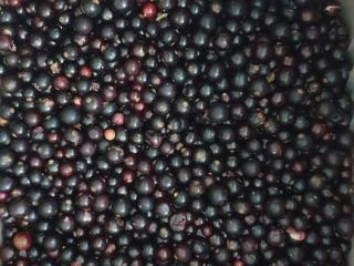 Venderé grosellas negras, congeladas, limpiadas mecánicamente. Entrega gratuita al
