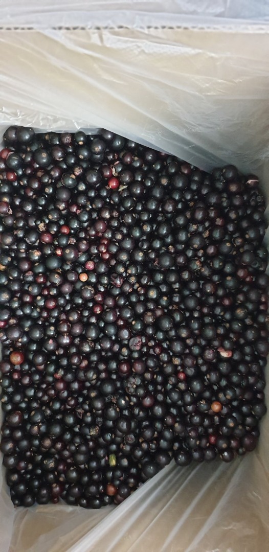 Venderé grosellas negras, congeladas, limpiadas mecánicamente