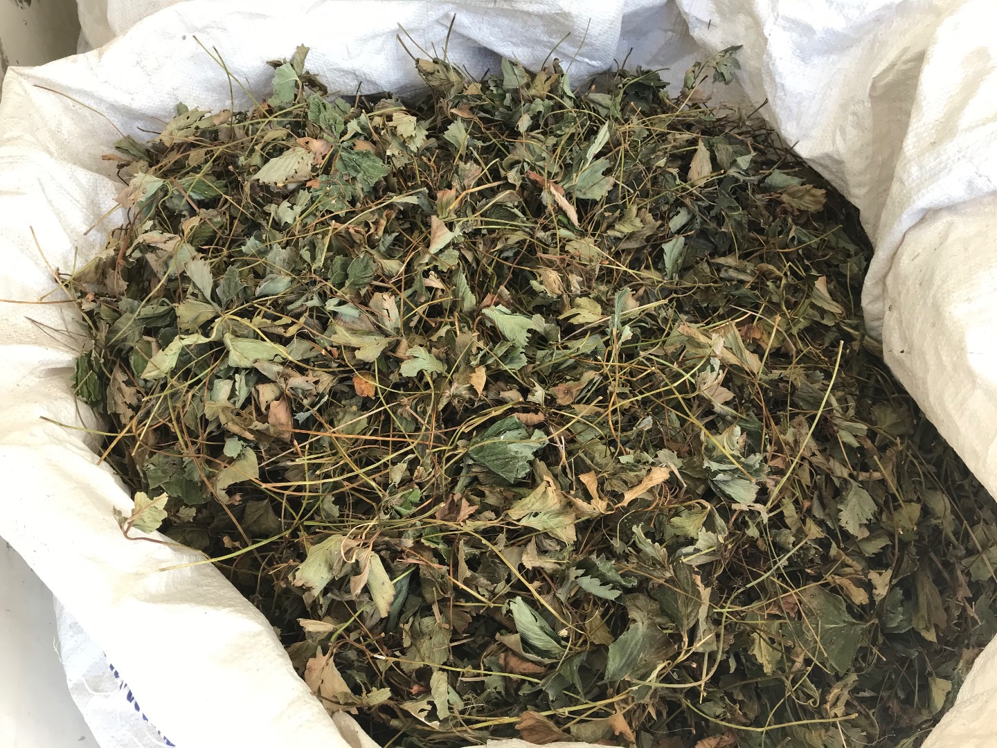 Venderé hojas secas de fresa de mi propia plantación