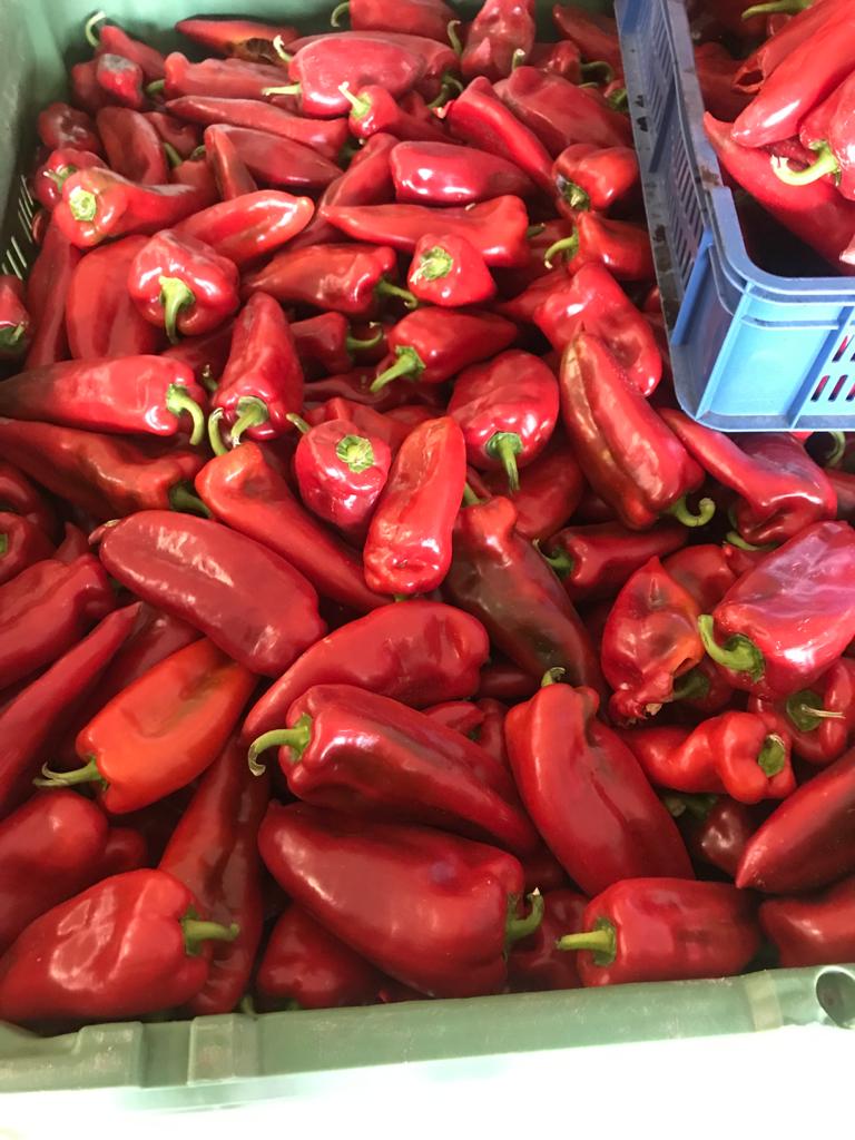 Pimiento rojo industrial