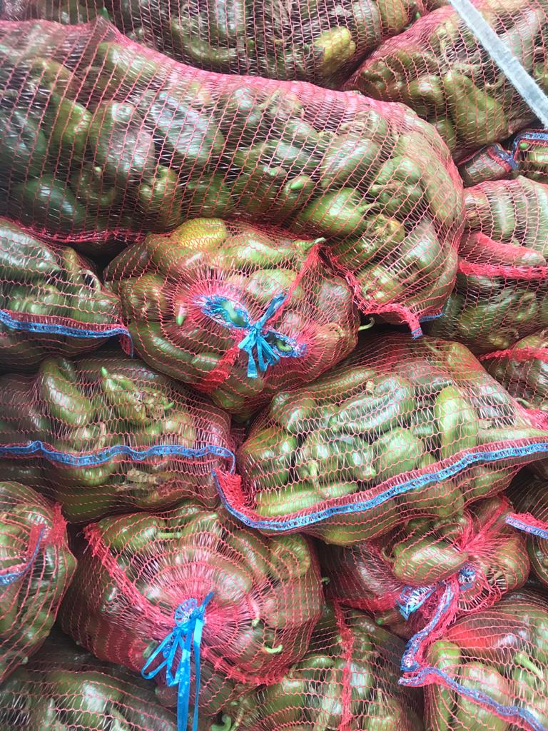 Pimiento verde fresco, industrial