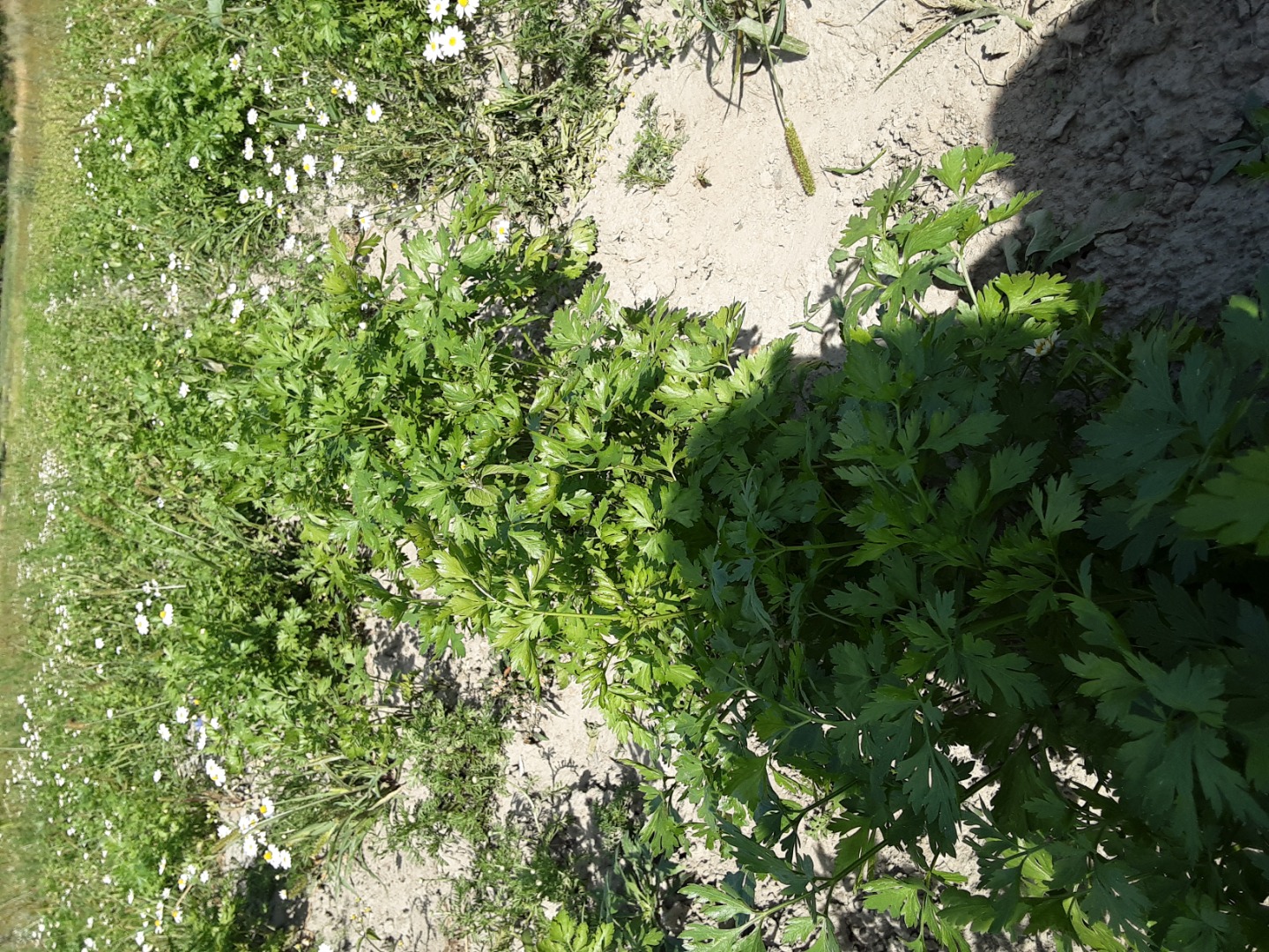 Perejil fresco y cantidad de alma de perejil 05 ha halbange alba y limpieza de zanahorias 025 ha perejil aproximadamente 9 toneladas de zanahorias