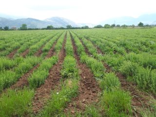Vendo orégano orgánico producido en Grecia, de alta calidad