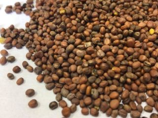 Rábano a la venta! Origen ucraniano. Pedido mínimo: a