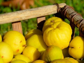 Somos agricultores de Letonia con más de 100ha de