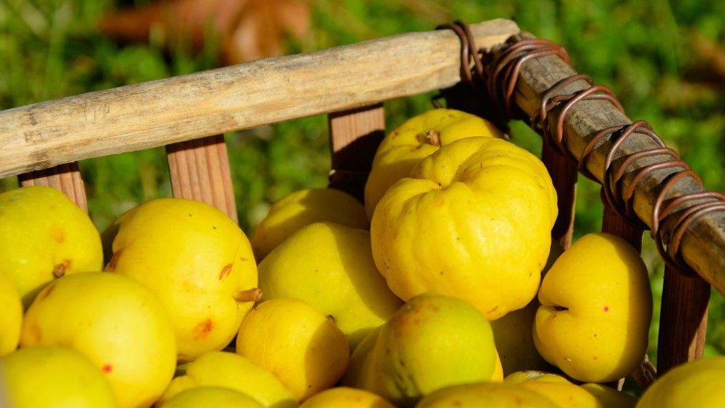 Somos agricultores de Letonia con más de 100ha de jardines de membrillo
