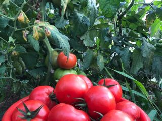 Nuestros tomates se cultivan sin productos químicos, ni en