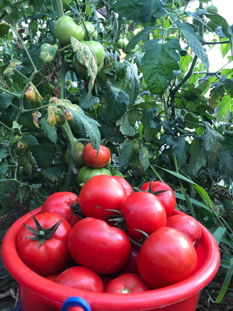 Nuestros tomates se cultivan sin productos químicos, ni en el suelo ni para su crecimiento y maduración