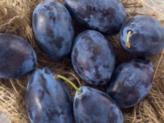 Las ciruelas se levantarán de nuestro huerto, no proporcionamos