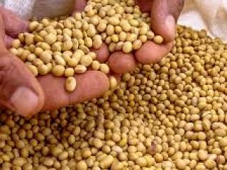 Somos exportadores de soja, alimentos y bebidas. Nuestros productos