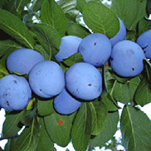 Venderé ciruelas de huerto de Cacańśka Lepotica y Dąbrowicka