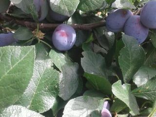a la venta ciruelas lepotica desgarradas directamente a pedido,