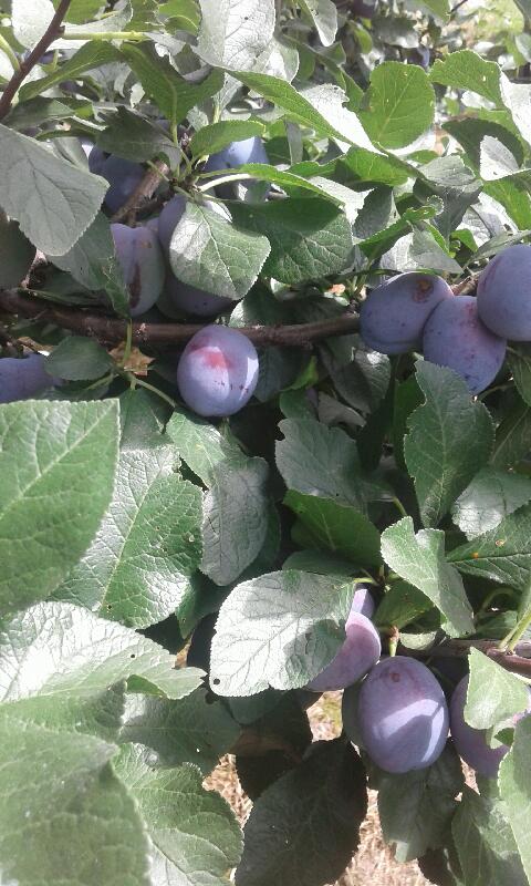 a la venta ciruelas lepotica desgarradas directamente a pedido, bonito, empañado con una mayor cantidad, la posibilidad de entrega