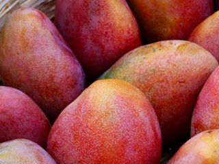 mango (todos los tipos disponibles para exportación), para obtener