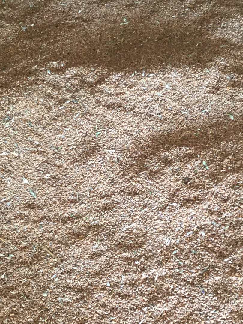 Vendo 4 AVAS y 2 toneladas de trigo para producción 2020, 1 lei / kg