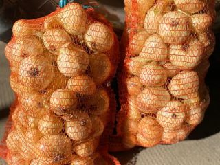 Vendo cebollas blancas y rojas. Producción 2020.