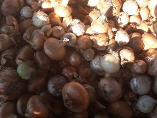 Venderé una cebolla grande de mi propio jardín, alrededor