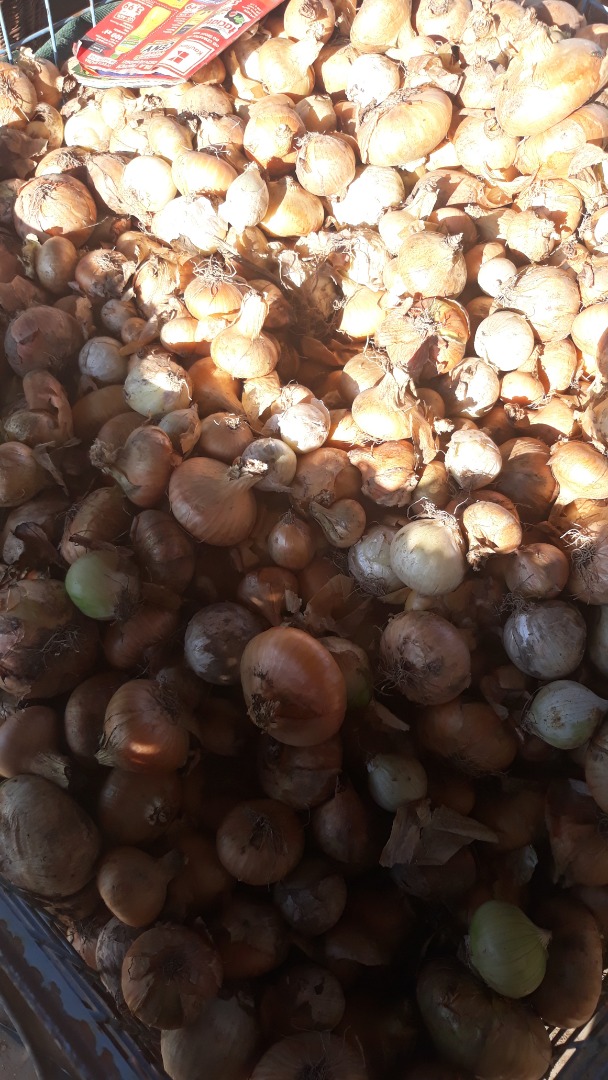 Venderé una cebolla grande de mi propio jardín, alrededor de 1 t