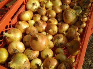 STUTTGARTER RIESEN cebollas, calibración mixta, muchas cebollas grandes de