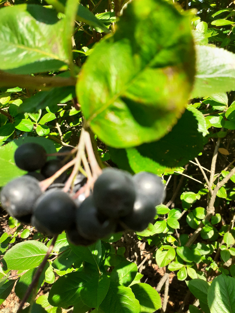 Aronia (recolectada a mano) cultivada ecológicamente Buenos días, a la venta - chokeberry recolectada a mano