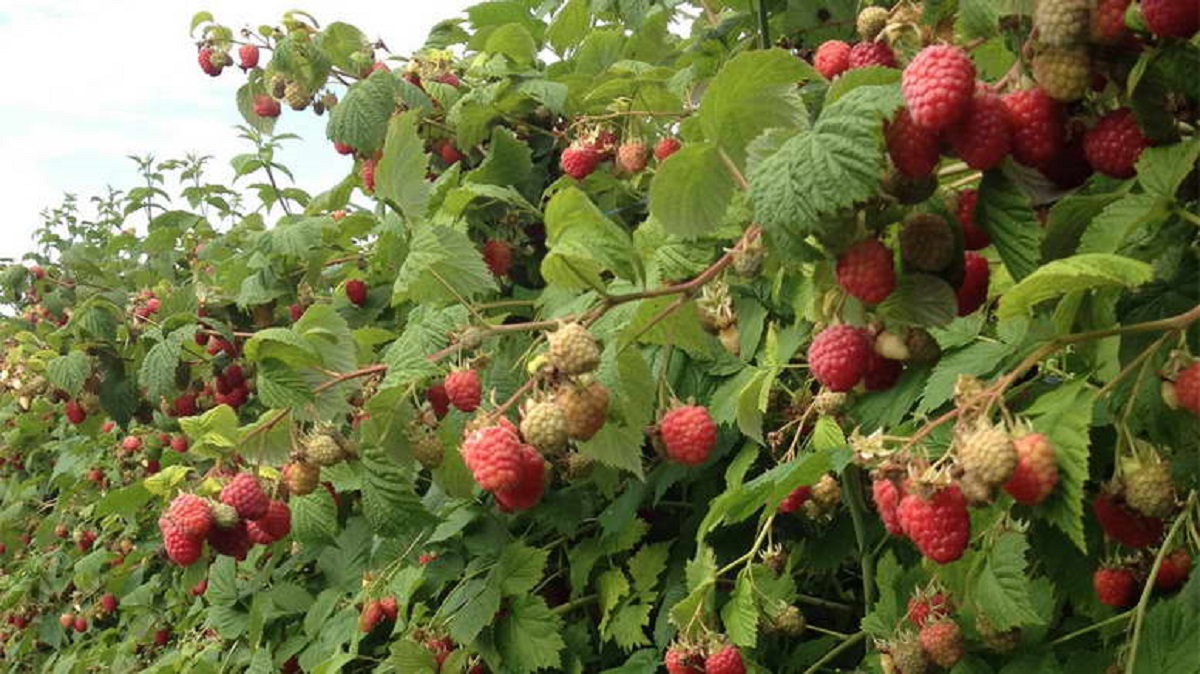 Frambuesas orgánicas