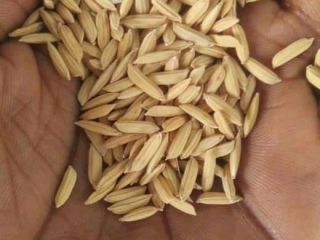 VENDEMOS ARROZ, FRIJOLES, MAÍZ, MIJOS, MAÍZ GUINEA, SÉSAMO ENTRE