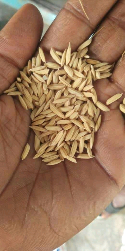 VENDEMOS ARROZ, FRIJOLES, MAÍZ, MIJOS, MAÍZ GUINEA, SÉSAMO ENTRE OTROS A PRECIO MUY ASEQUIBLE