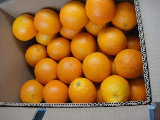 Ofrecemos para la exportación cítricos como naranjas, clementinas, pomelos,